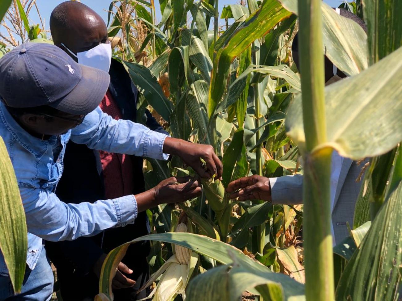 Programme Manager for Operation Werengendje shows the delegation the crops at Uvhungu Vhungu Green Scheme