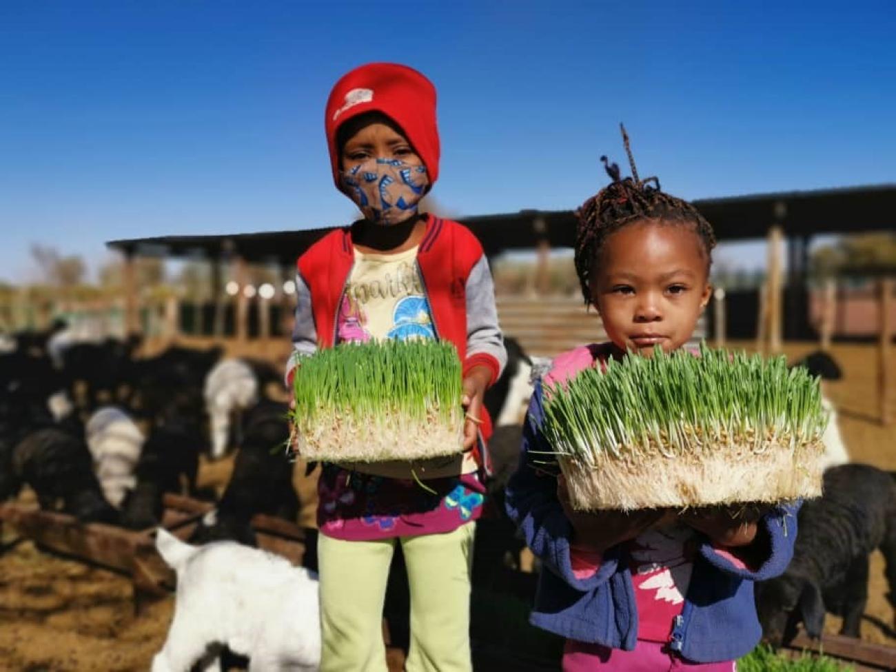 Children holding fresh fodder dervived from a structure located in Amalia, a small village south of Namibia