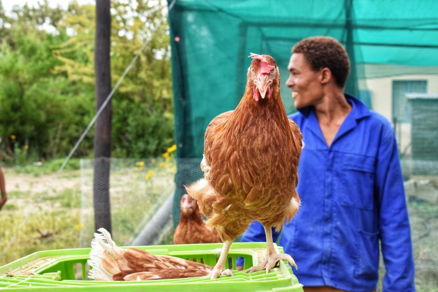 A Lohmann Brown layer stands on top of a chicken c…e functional poultry structure donated by FAO